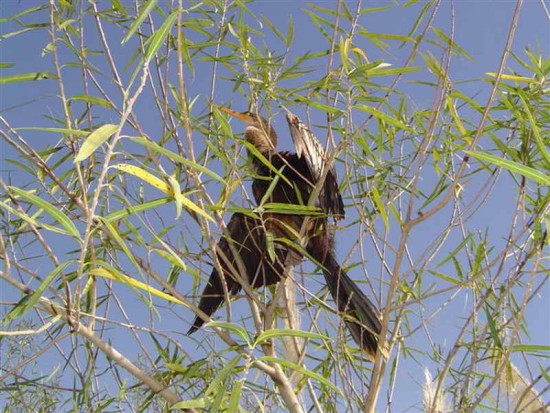 Aninga/Anhinga