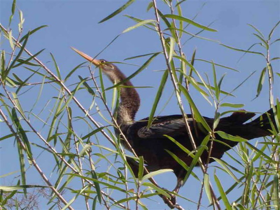 Aninga/Anhinga