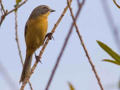 Cachilo canela/Long-tailed Reed-Finch