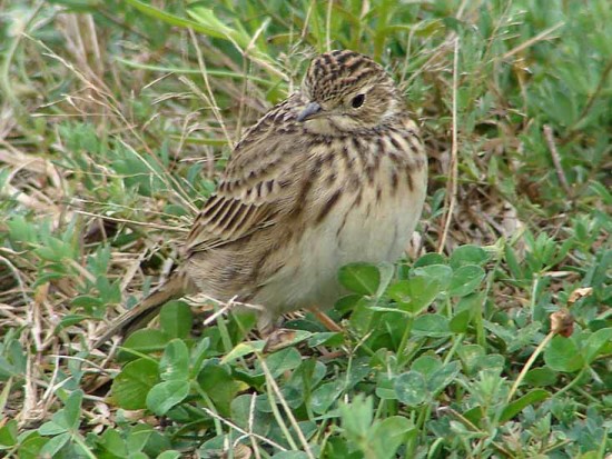 Cachirla uña corta/Short-billed Pipit