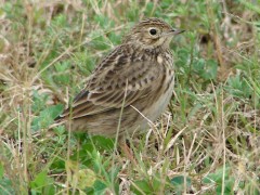 Cachirla uña corta/Short-billed Pipit