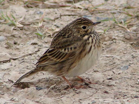 Cachirla uña corta/Short-billed Pipit