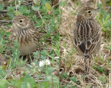 Cachirla uña corta/Short-billed Pipit