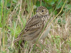 Cachirla uña corta/Short-billed Pipit