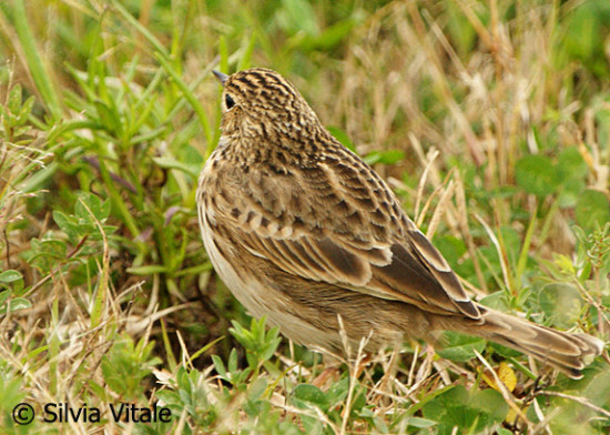 Cachirla uña corta/Short-billed Pipit