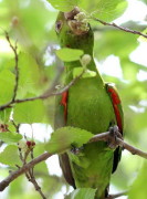 Calancate ala roja/White-eyed Parakeet