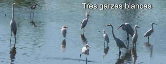 tres garzas blancas