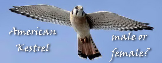 American Kestrel - male or female