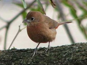 Brasita de fuego/Red-crested Finch