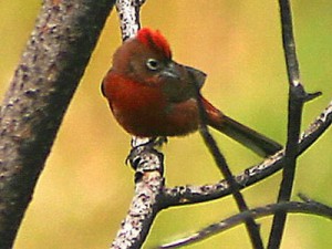 Brasita de fuego/Red-crested Finch