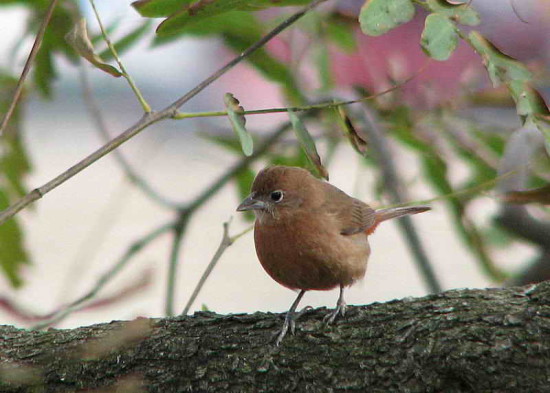 Brasita de fuego/Red-crested Finch