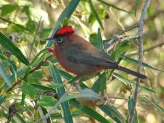 Brasita de fuego/Red-crested Finch