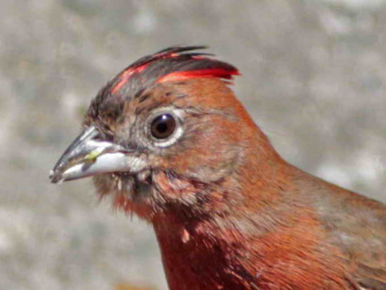 Brasita de fuego/Red-crested Finch