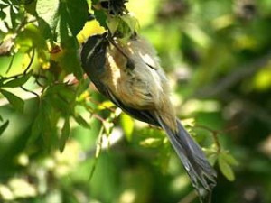 Cachilo canela/Long-tailed Reed-Finch