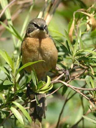 Cachilo canela/Long-tailed Reed-Finch