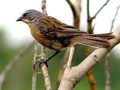 Cachilo canela/Long-tailed Reed-Finch