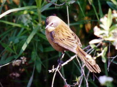 Cachilo canela/Long-tailed Reed-Finch