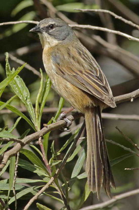 Cachilo canela/Long-tailed Reed-Finch