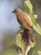 Cachilo canela/Long-tailed Reed-Finch