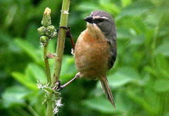 Cachilo canela/Long-tailed Reed-Finch