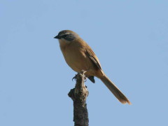 Cachilo canela/Long-tailed Reed-Finch