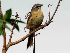 Cachilo canela/Long-tailed Reed-Finch