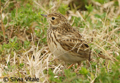 Cachirla uña corta/Short-billed Pipit