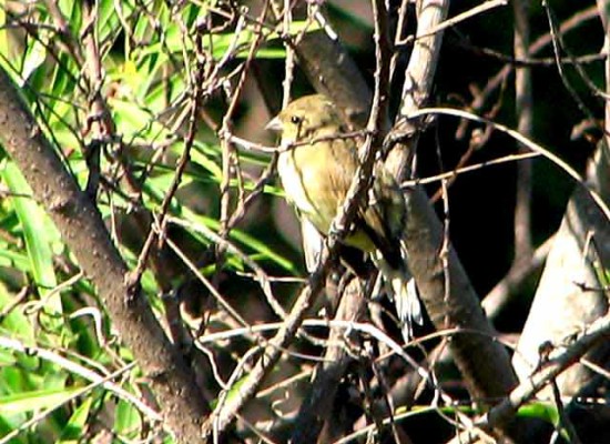 Capuchino canela/Tawny-bellied Seedeater