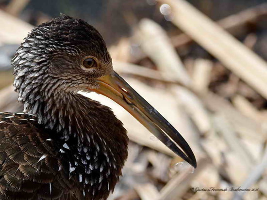 Caraú/Limpkin