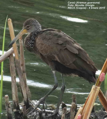 Caraú/Limpkin