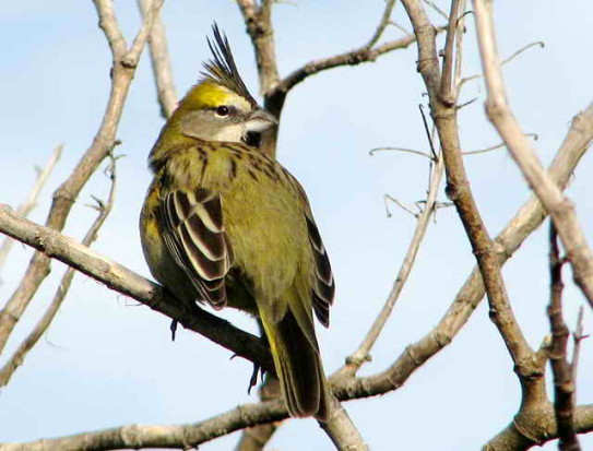 Cardenal amarillo/Yellow Cardinal