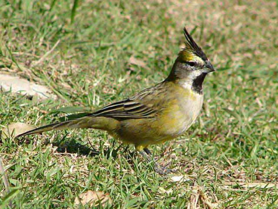 Cardenal amarillo/Yellow Cardinal