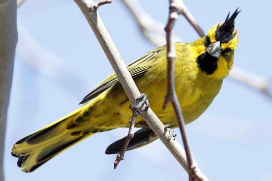 Cardenal amarillo/Yellow Cardinal