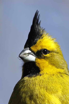 Cardenal amarillo/Yellow Cardinal