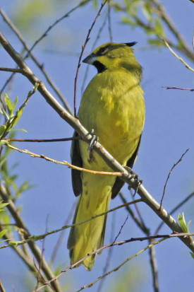 Cardenal amarillo/Yellow Cardinal