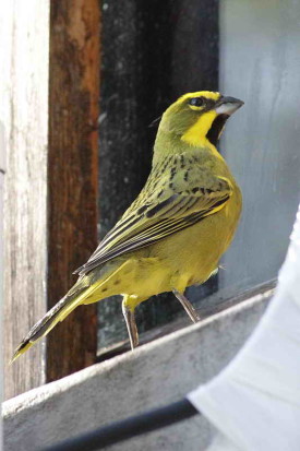 Cardenal amarillo/Yellow Cardinal