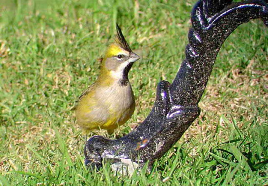 Cardenal amarillo/Yellow Cardinal