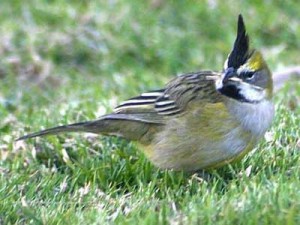 Cardenal amarillo/Yellow Cardinal