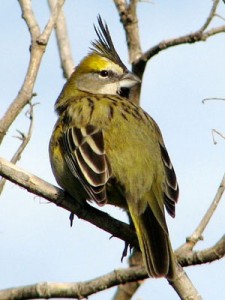 Cardenal amarillo/Yellow Cardinal