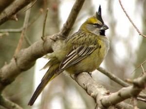 Cardenal amarillo/Yellow Cardinal