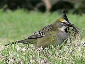 Cardenal amarillo/Yellow Cardinal