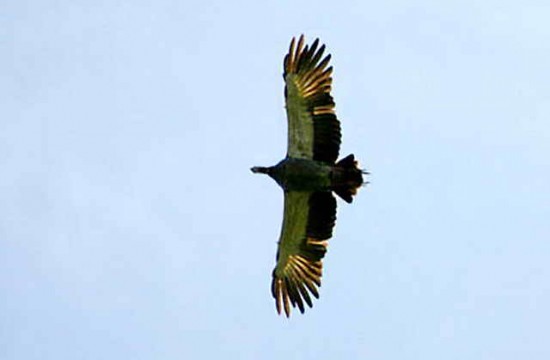 Chajá/Southern Screamer