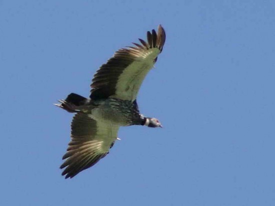 Chajá/Southern Screamer