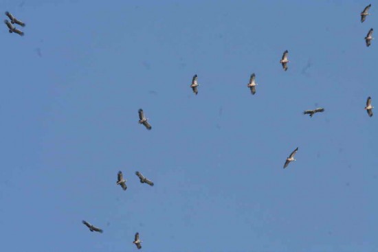 Chajá/Southern Screamer