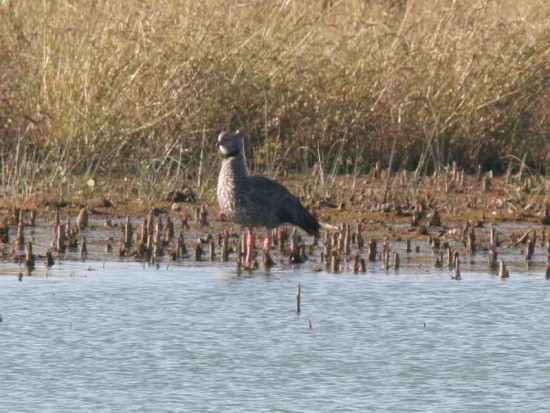 Chajá/Southern Screamer