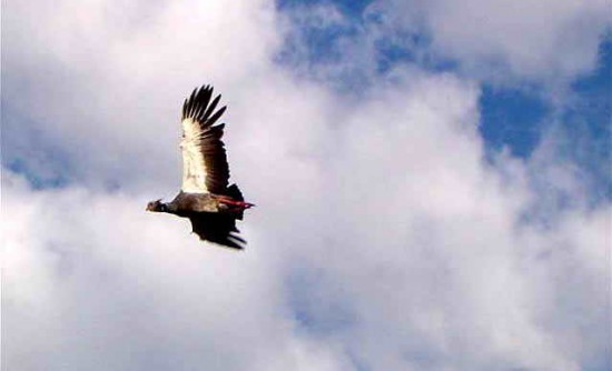 Chajá/Southern Screamer