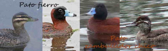 Pato fierro/zambullidor chico