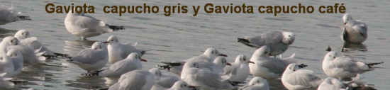 Gaviota café y gris