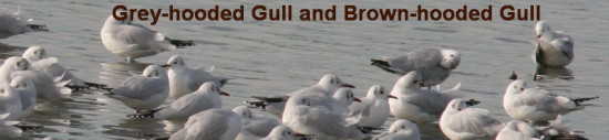 Grey- and Brown-hooded Gulls