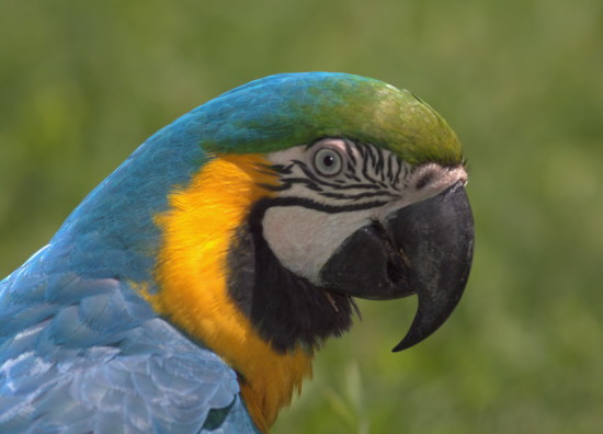 Guacamayo azul y amarillo/Blue-and-yellow Macaw